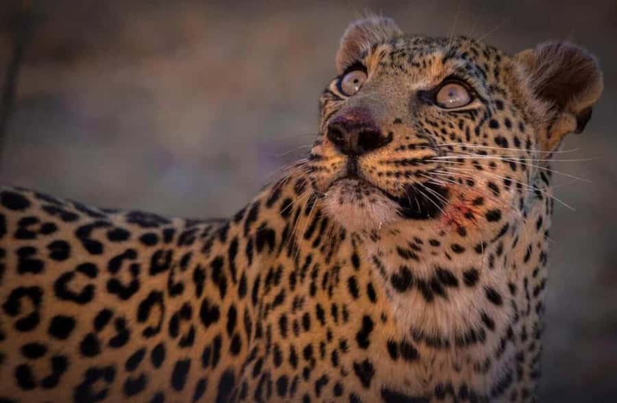 Victoria falls: Night Game Drive with 3-Course Bush Dinner - The 3-Hour Rhythm: Pickup, Drive, and Dinner Under the Stars