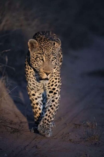 Night Game Drive with 3-Course Bush Dinner