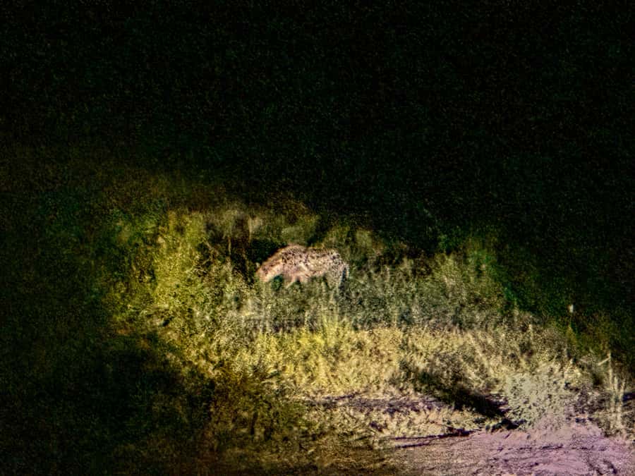 Victoria Falls: Night Game Drive Zambezi National Park - Should you book this Victoria Falls night game drive?
