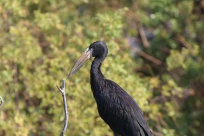 Private Zambezi River Birdwatching Safari