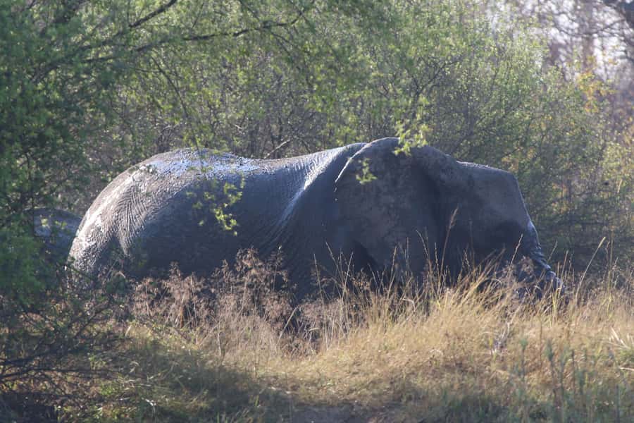 Victoria Falls: Private Zambezi River Birdwatching Safari - The guide and captain partnership that makes birding work