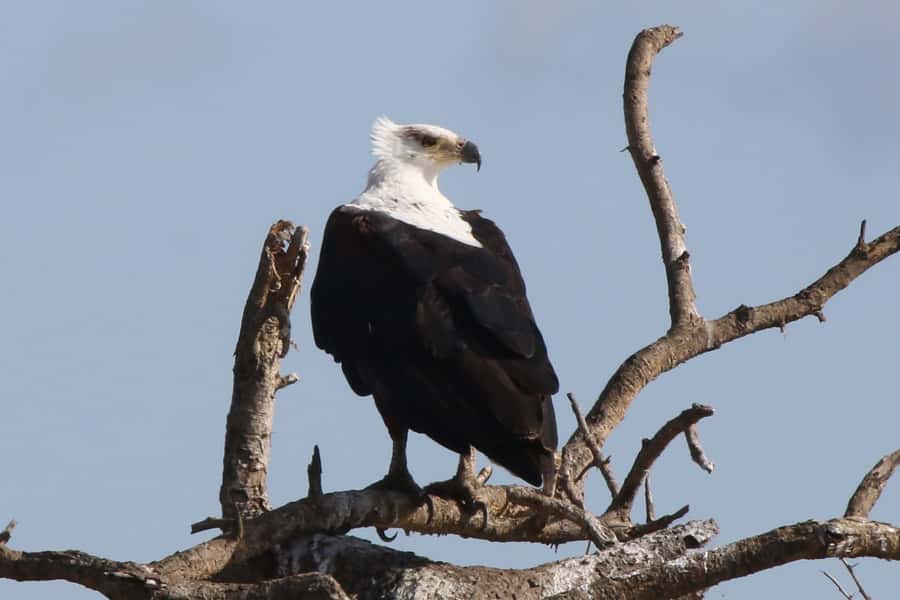 Victoria Falls: Private Zambezi River Birdwatching Safari - What to pack for rain, sun, and mosquito country