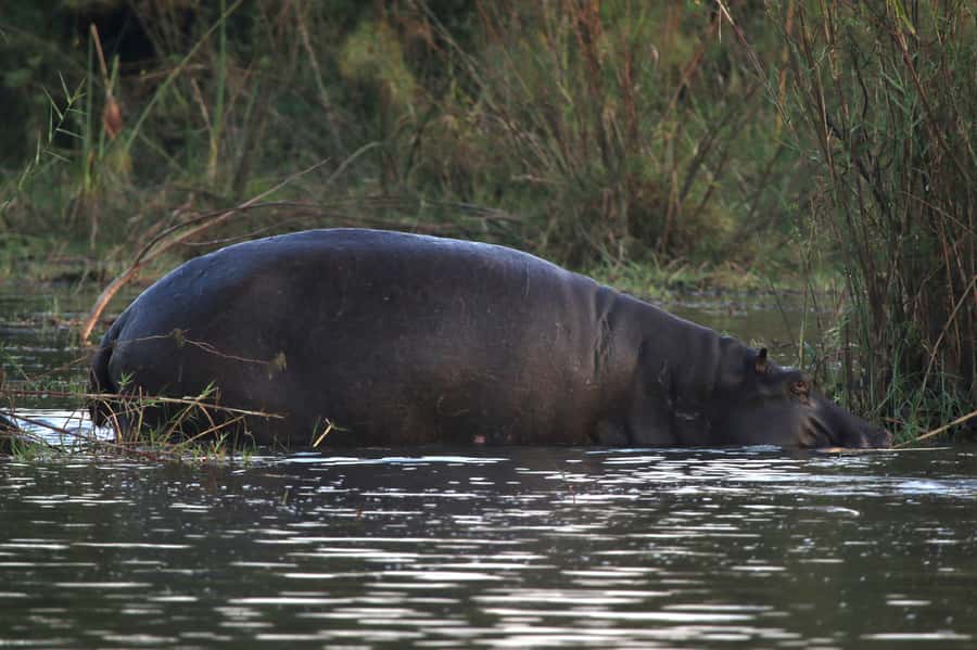 Victoria Falls: Private Zambezi River Birdwatching Safari - Price and logistics: is $80 per person good value?
