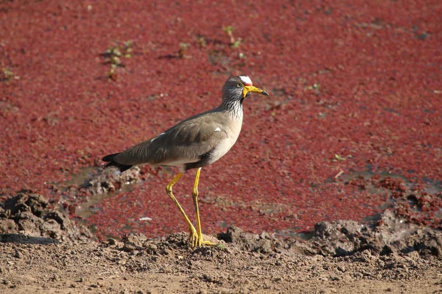 Victoria Falls: Private Zambezi River Birdwatching Safari - Should you book the Victoria Falls private Zambezi bird safari?