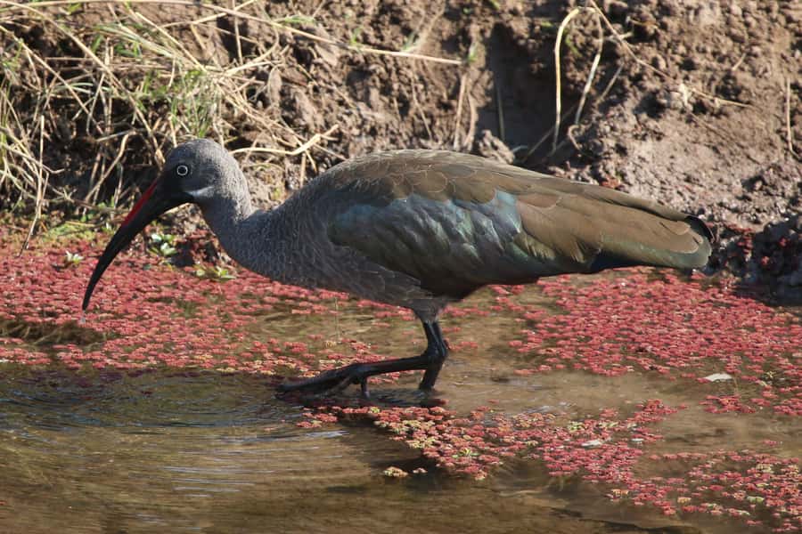 Victoria Falls: Private Zambezi River Birdwatching Safari - FAQ