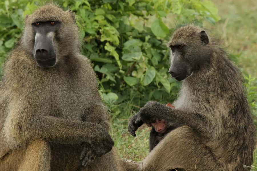 Victoria Falls Safari with Lunch and Sunset Cruise - Key things I’d watch for
