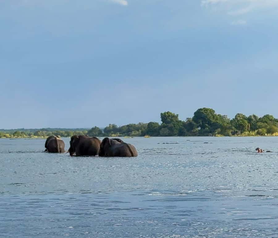 Victoria Falls: Sunset Cruise on the Zambezi River - Family-Friendly, Solo-Friendly: Who Should Book?