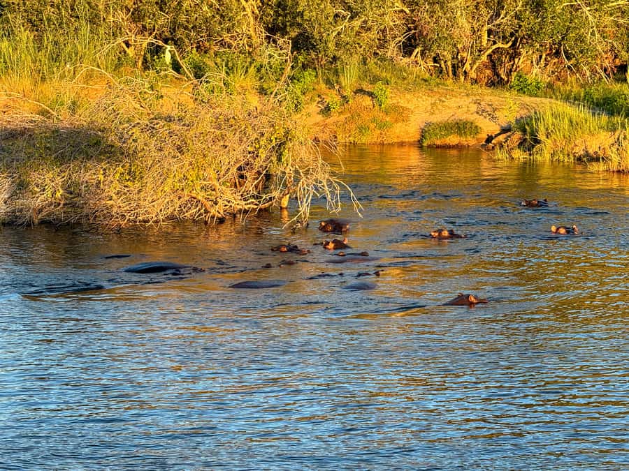 Victoria Falls: Sunset Cruise on the Zambezi River - Complimentary Drinks and Light Snacks: Better Than Just a Beverage Stop