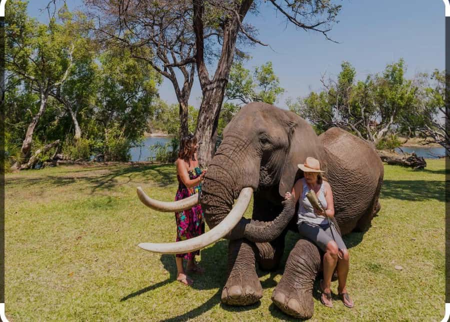 Victoria Falls: Through the eye of an elephant - Elephants near Victoria Falls, and why you will notice their human side