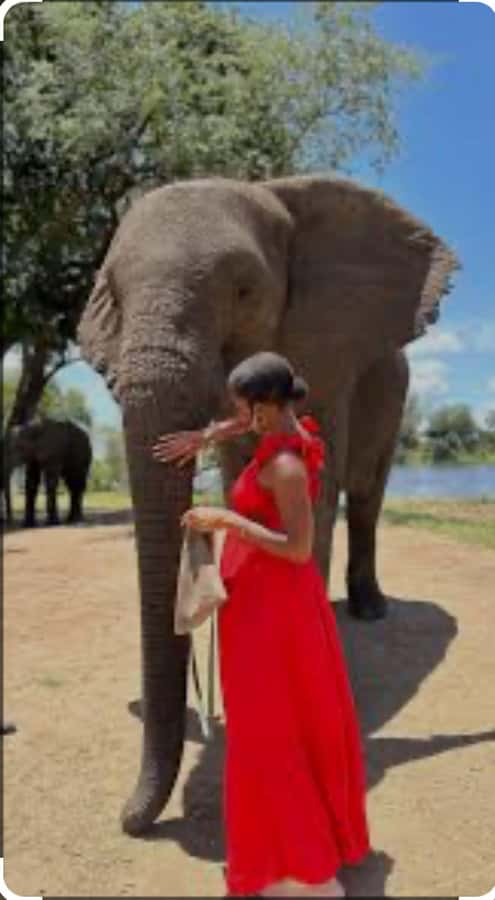 Victoria Falls: Through the eye of an elephant - How the 3-hour experience usually runs, from pickup to waterhole time