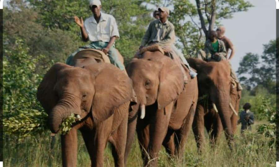 Victoria Falls: Through the eye of an elephant - Who should book this, and who might be better off elsewhere