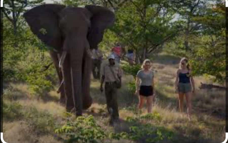 Victoria Falls: Through the eye of an elephant - EleCREW Trust and TTEOE, learning how elephants see the world