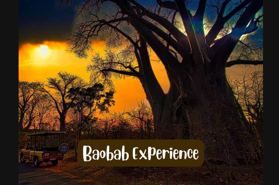 Victoria Falls: Vulture Safari and Bush Walk - On the ground with a small group, friendly guides, and real animal time