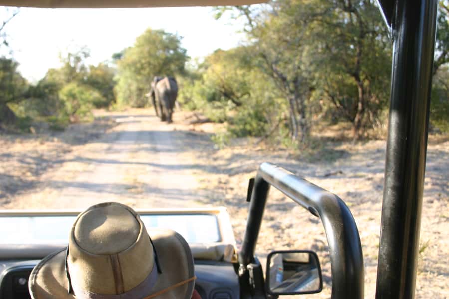 Victoria Falls: Vulture Safari and Bush Walk - Watching vultures through the guide’s lens