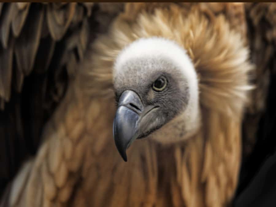 Victoria Falls: Vulture Safari and Bush Walk - Key highlights that matter before you book