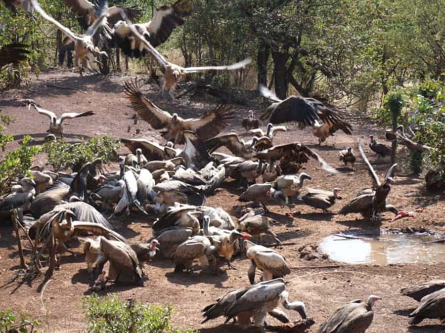 Victoria Falls: Vulture Safari and Bush Walk - The 4x4 driving rhythm: safety briefing, wildlife scanning, and quick stops