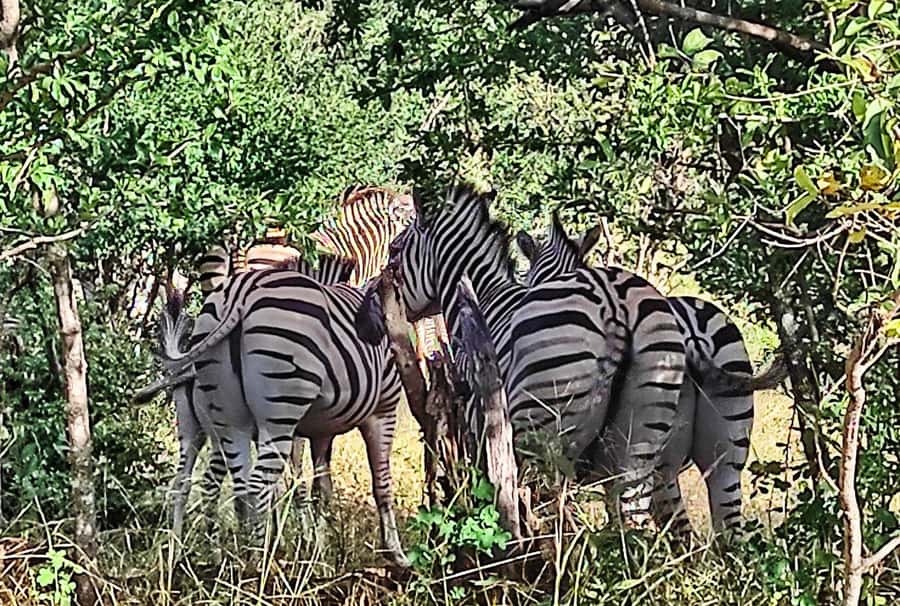 Victoria Falls: Vulture Safari and Bush Walk - Big gorge and Zambezi views, plus a peek at adventure options