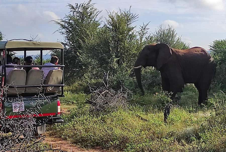Victoria Falls: Vulture Safari and Bush Walk - The baobab pause and the local craft market stop