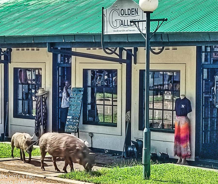 Victoria Falls: Vulture Safari and Bush Walk - Wildlife at the waterhole, not just birds in the air