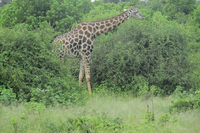 Victoria Falls: Whitewater Rafting + Chobe Safari Combo - What to Bring and How to Prepare (Without Overthinking It)