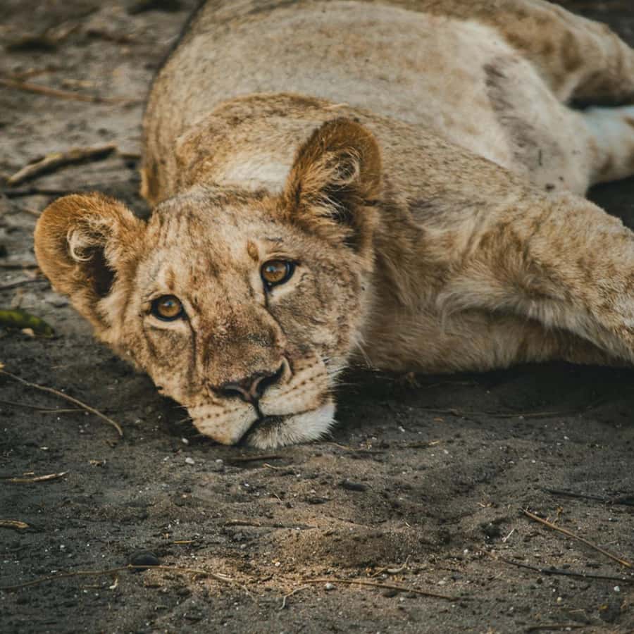 Victoria Falls: Zambezi National Park Game Drive - Getting There in a Modified 4x4, Pickup and Ride Reality