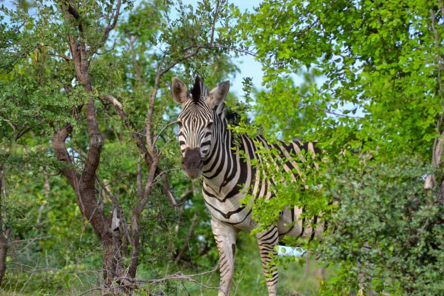 Victoria Falls: Zambezi National Park Game Drive - Packing Checklist and Clothing Rules (No Bright Colors)