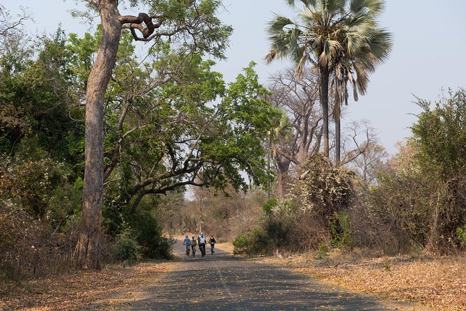 Wild Horizons Bike Tour (Zimbabwe) - Big Tree, Bakota Gorges, and Zambezi River scenery on two wheels