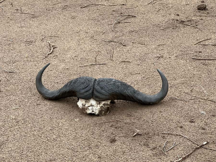 Zambezi 3hr Game Drive - Zambezi National Park, Why a Short 3-Hour Drive Can Still Feel Big