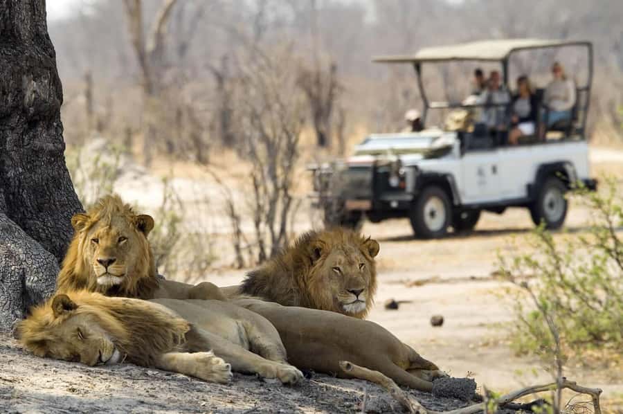 Zambezi 3hr Game Drive - The Game Drive Flow, What Happens During Those 3 Hours