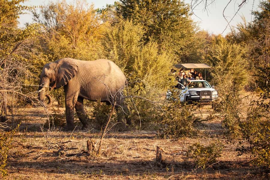 Zambezi 3hr Game Drive - Transfers, Start Time, and the Small Group Advantage (Up to 9)