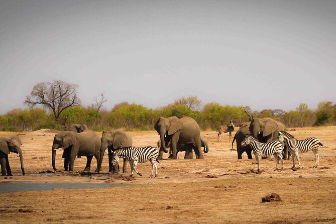 Zambezi National Park AM or PM Game Drive - Inside the 2.5 to 3 hour game drive: what your time in the park will feel like