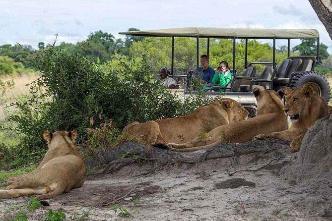 Zambezi National Park AM or PM Game Drive - The guide matters: how personalized attention changes your game drive