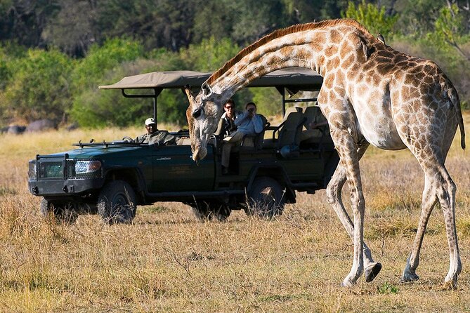 Zambezi National Park AM or PM Game Drive - How to choose AM vs PM, when you want the best chance of sightings