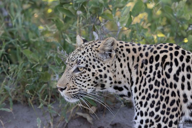 Zambezi National Park Game Drive AM /PM - Key takeaways before you go