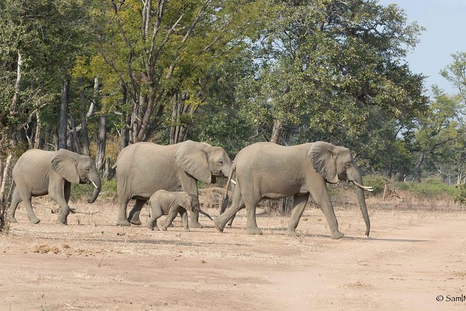 Zambezi National Park Game Drive AM /PM - Getting to the park: pickup, timing, and your safari setup