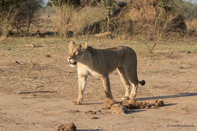 Zambezi National Park Game Drive AM /PM - Wildlife spotting reality check: what you can actually hope to see