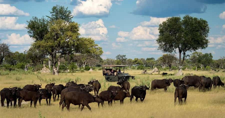Zambezi National Park Game Drive in a Small Group - Key Things I’d Bet On Before You Go
