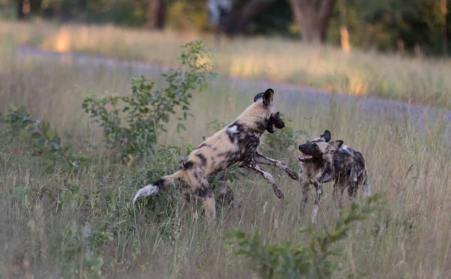 Zambezi National Park Game Drive in a Small Group - The Open 4x4 Ride and the Small-Group Advantage