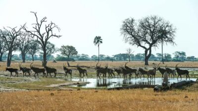 Zambezi National Park Game Drive in a Small Group