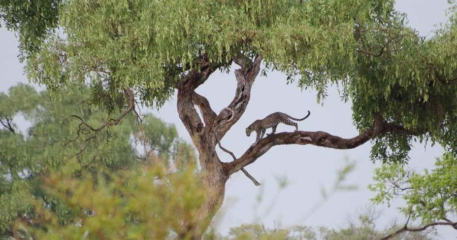 Zambezi National Park Game Drive in a Small Group - Wildlife Viewing: What You’re Really Buying With a Guide