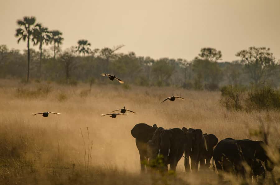 Zambezi National Park Game Drive in a Small Group - Price and Value: $100 Plus $18 Park Fees