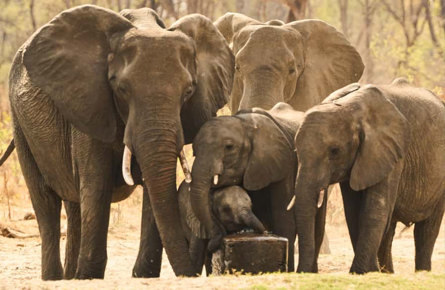 Zambezi National Park Game Drive in a Small Group - Who Should Book This Game Drive (And Who Might Want More Time)
