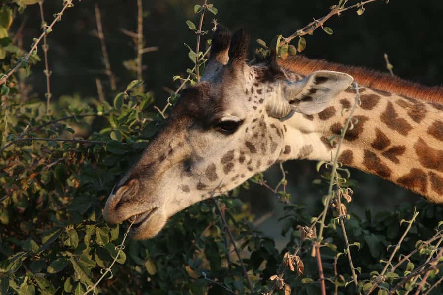 Zambezi National Park Private Wildlife Safari (4 - 10 hours) - Key things I’d plan around