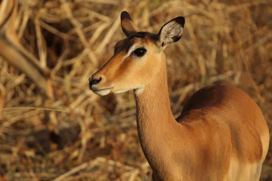 Zambezi National Park Private Wildlife Safari (4 - 10 hours) - Why Zambezi National Park feels like the real thing