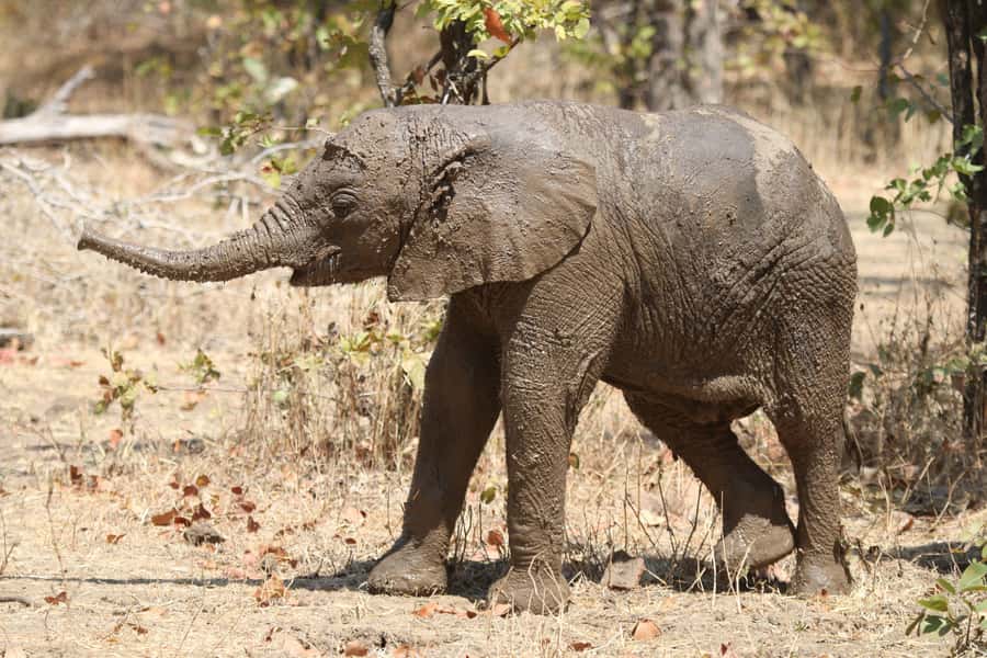 Zambezi National Park Private Wildlife Safari (4 - 10 hours) - The Zambezi River drive: 25 numbered sites and river wildlife logic