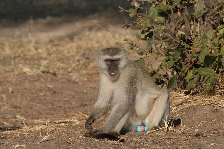 Zambezi National Park Private Wildlife Safari (4 - 10 hours) - Your 4 to 10 hour plan: how time changes your odds