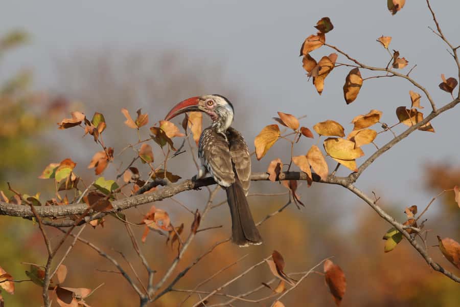 Zambezi National Park Private Wildlife Safari (4 - 10 hours) - What’s included, what’s not, and what to bring