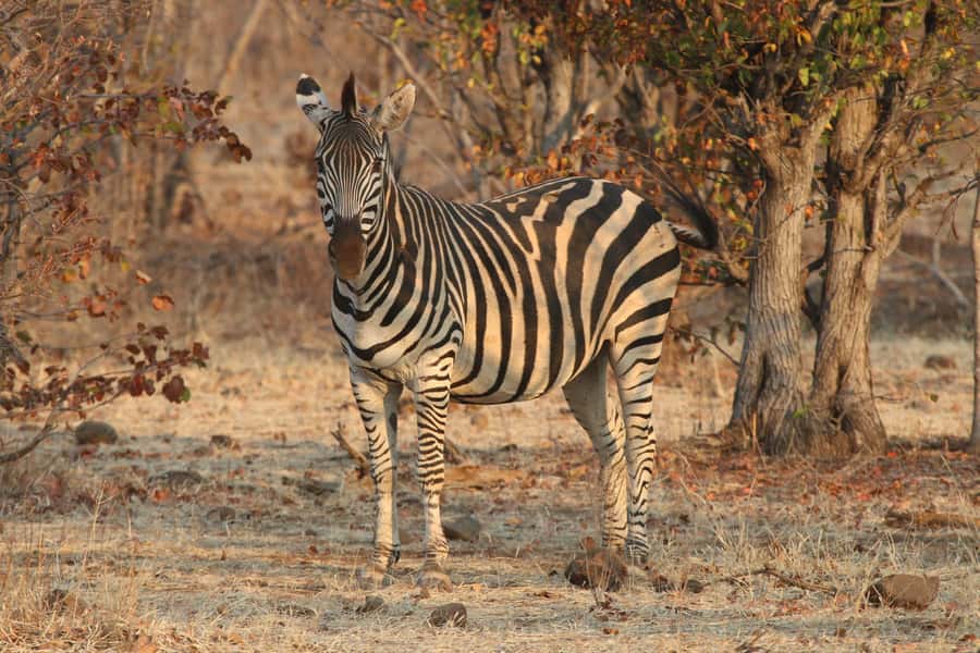 Zambezi National Park Private Wildlife Safari (4 - 10 hours) - Guides make the difference: Itela, Clement, Kennedy, and Martin