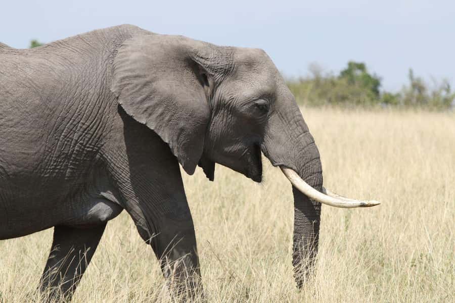 Zambezi National Park Private Wildlife Safari (4 - 10 hours) - Private car value: your own pace in a wild place