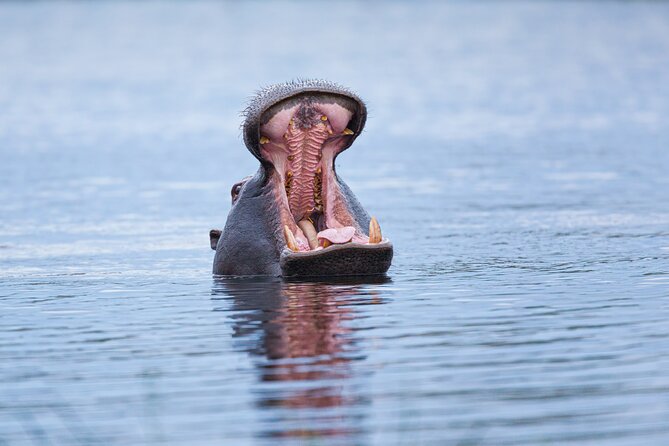 Zambezi Sunset Cruise - Wildlife, Drinks & Breathtaking Views - Open Bar and Canapés: Easy Comfort That Keeps the Cruise Relaxed
